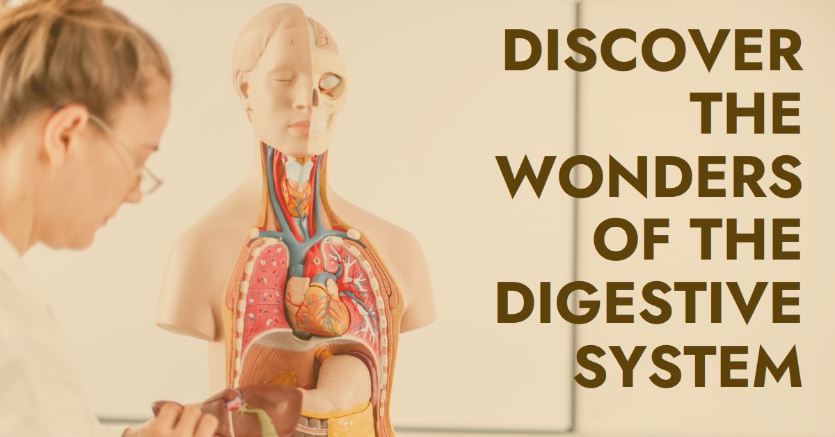 Human Digestive System Parts and Function